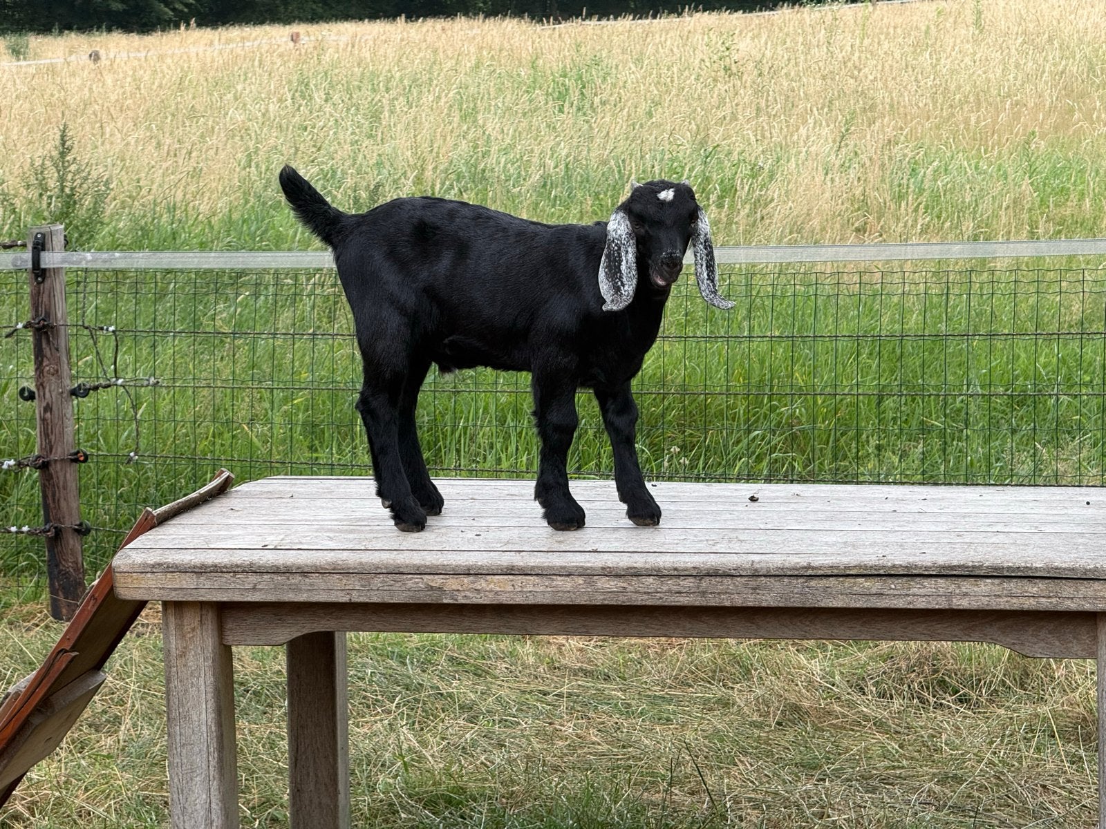 Supermooi Kalahari bokje, Dieren en Toebehoren, Schapen, Geiten en Varkens, Mannelijk, Geit