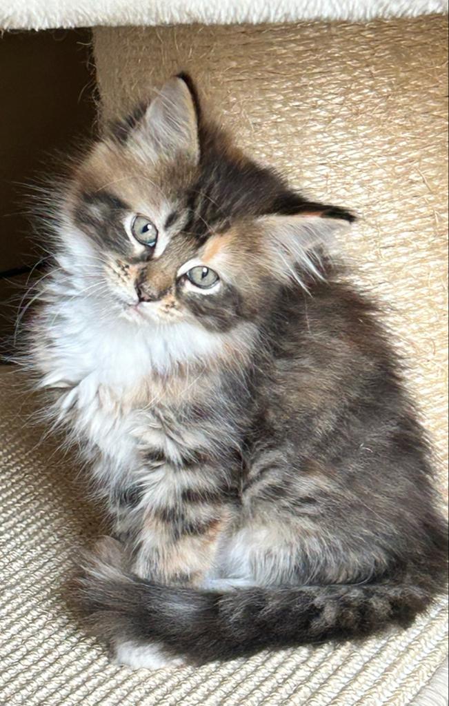 Maine Coon xl kittens mogen verhuizen, Meerdere dieren, Ontwormd, 0 tot 2 jaar