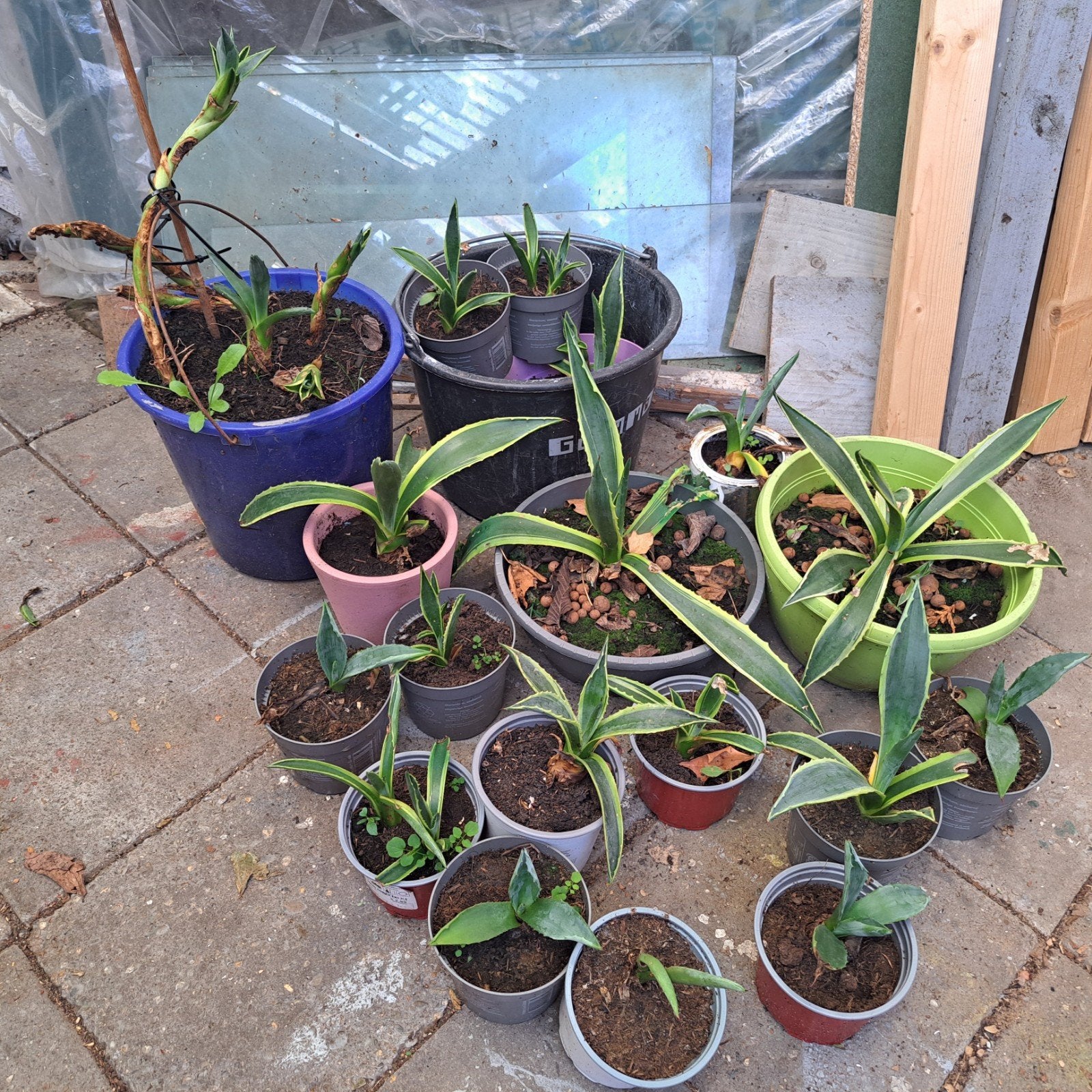 veel Agave stekken euro 15., Tuin en Terras, Ophalen of Verzenden, Overige soorten, Volle zon