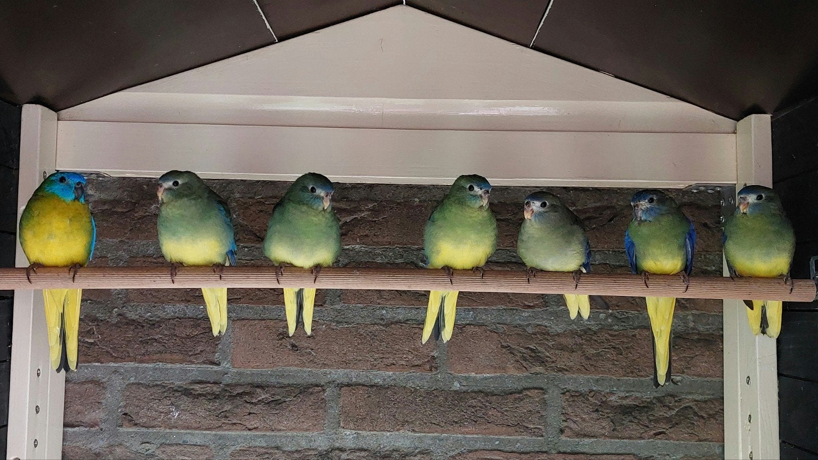 Jonge Turquoisine parkieten!, Dieren en Toebehoren, Meerdere dieren, Parkiet