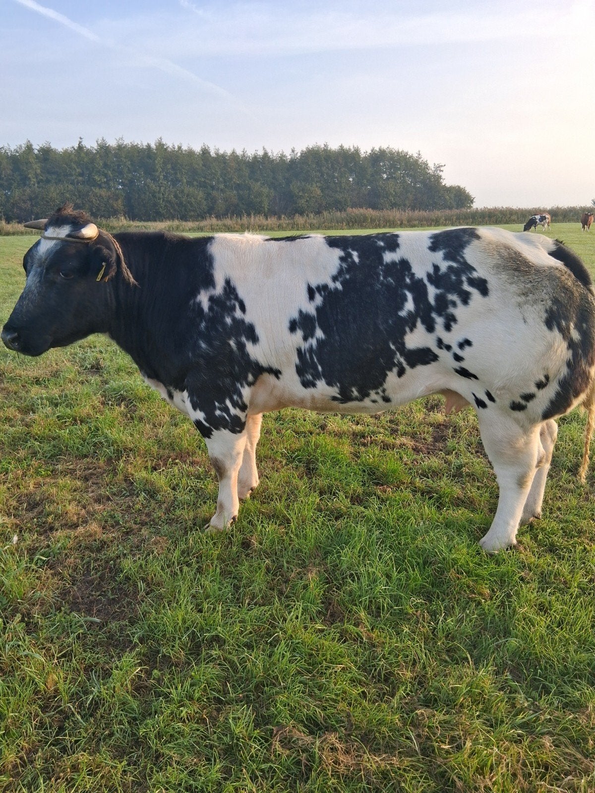 Belgisch witblauw koe en kalf, Dieren en Toebehoren, Vrouwelijk