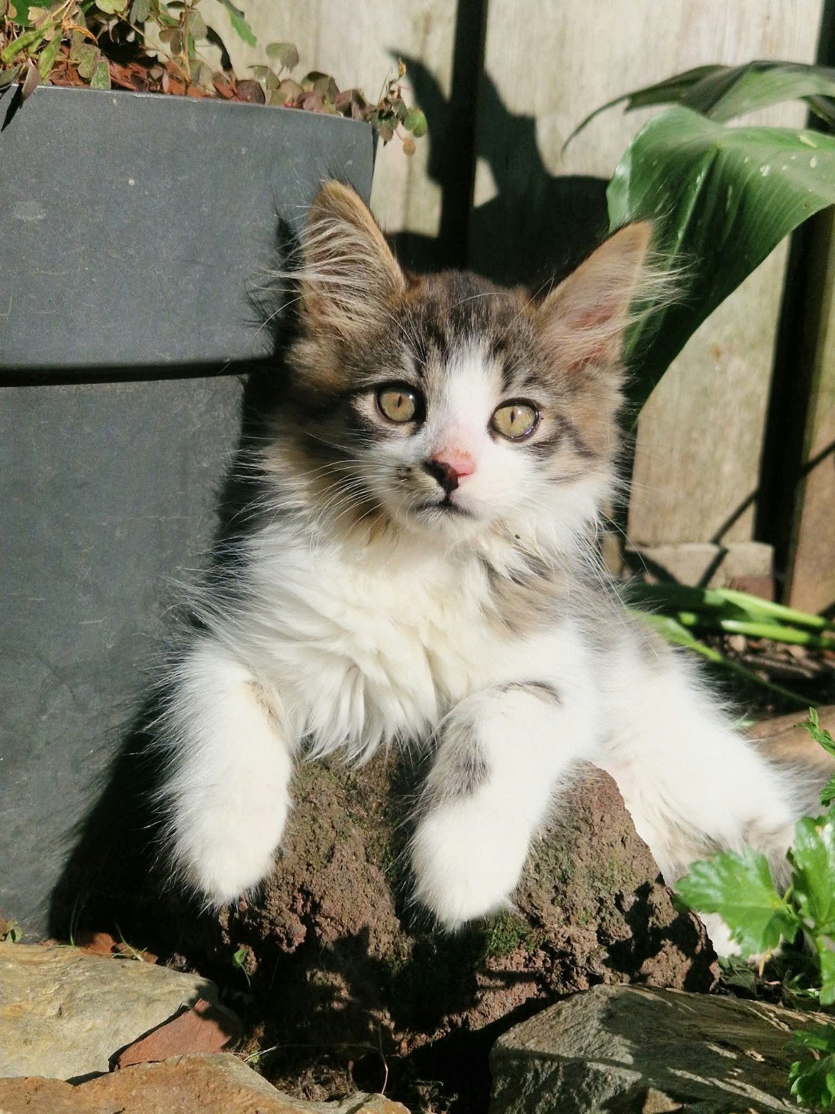 Maine Coon kittens zoeken een liefdevol en blijvend thuis, Meerdere dieren, Ontwormd
