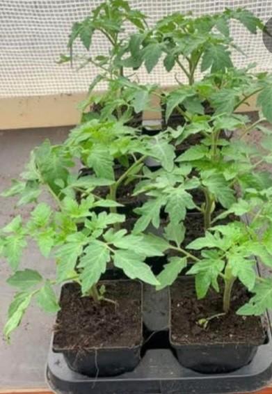 Tomatenplantjes, Ophalen, Volle zon, Eenjarig, Zomer