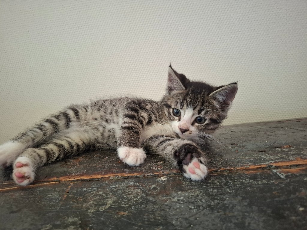 Kittens, Dieren en Toebehoren, Meerdere dieren, 0 tot 2 jaar