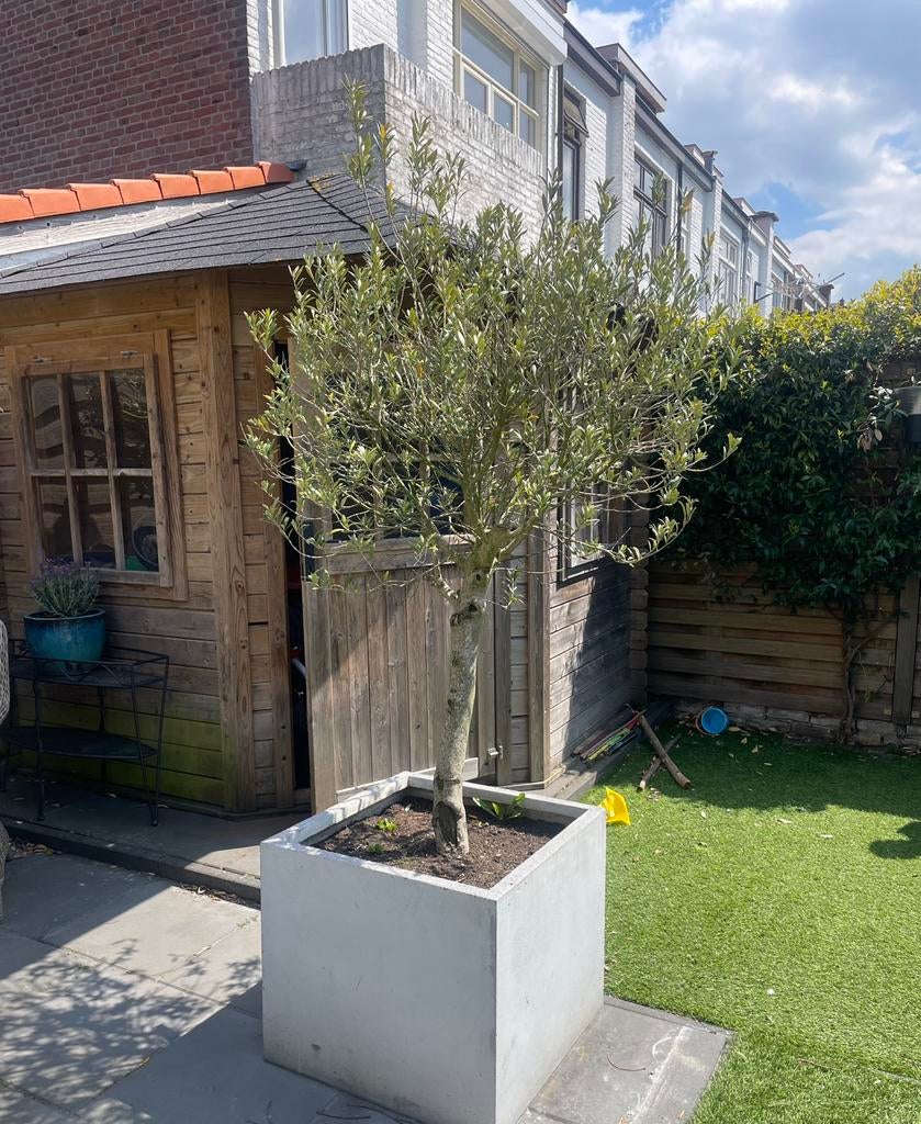 Grijze pot met olijfboom, Bloeit niet, 100 tot 250 cm, Olijfboom, Ophalen
