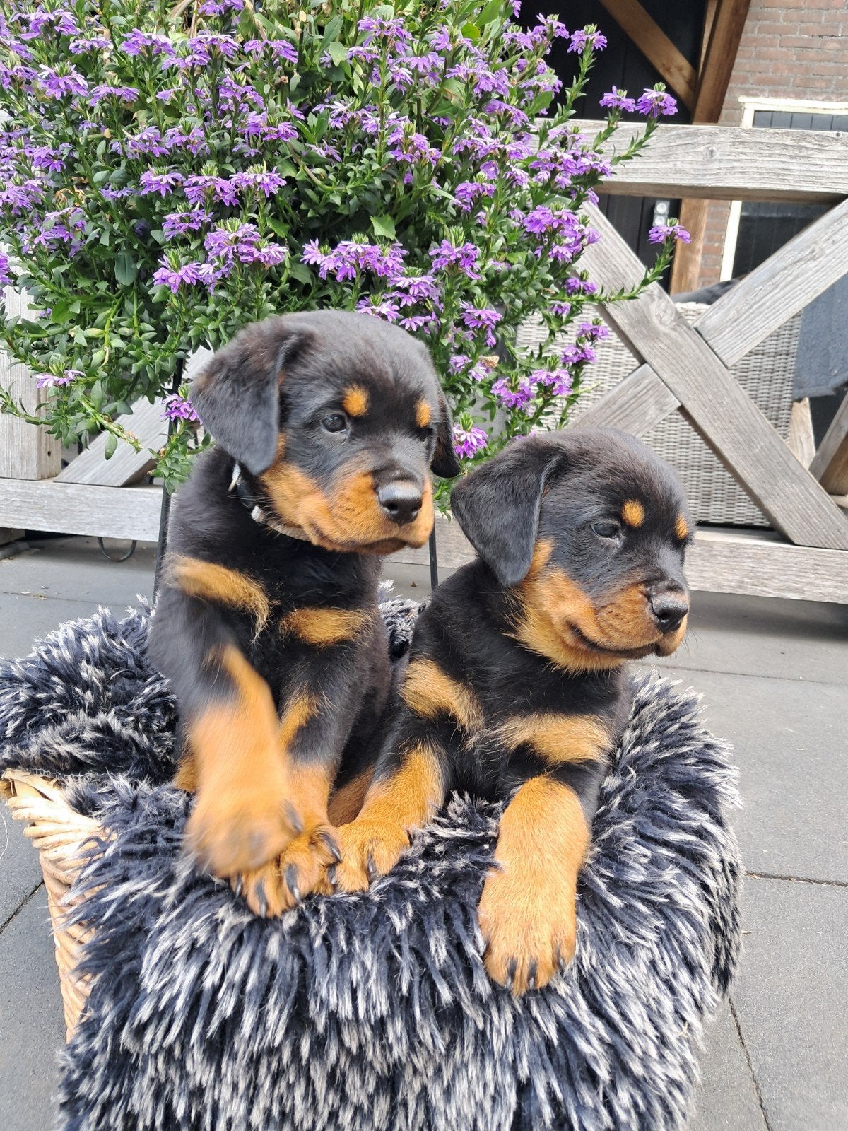 Mooie Rottweiler pups, Dieren en Toebehoren, 8 tot 15 weken, Groot, Meerdere, Meerdere dieren