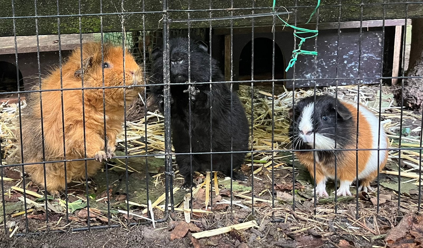 Leuk groepje (opvang) cavia beertjes (buiten gewend), Cavia, Mannelijk, Januari, Tam