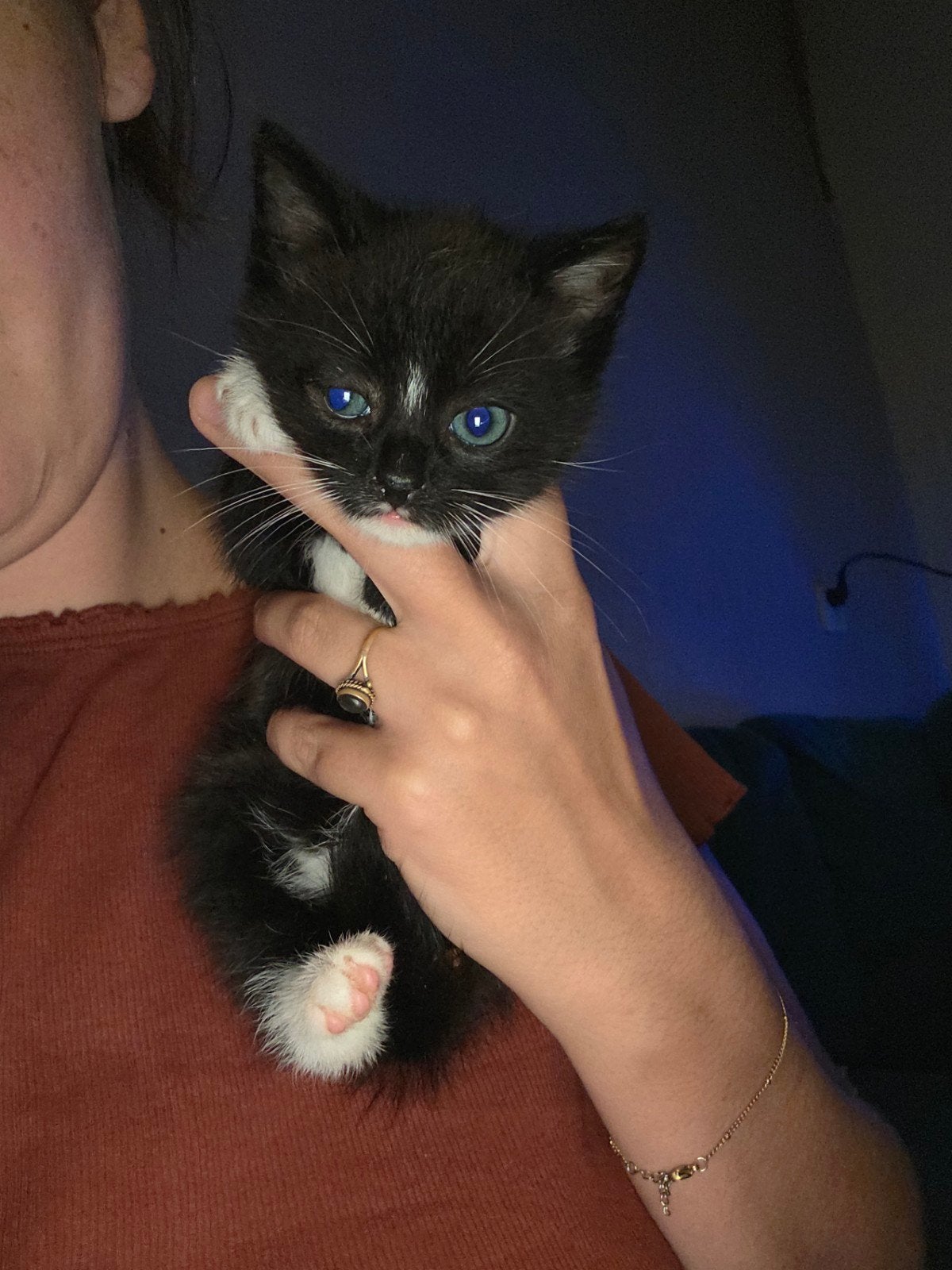 2 kittens te koop