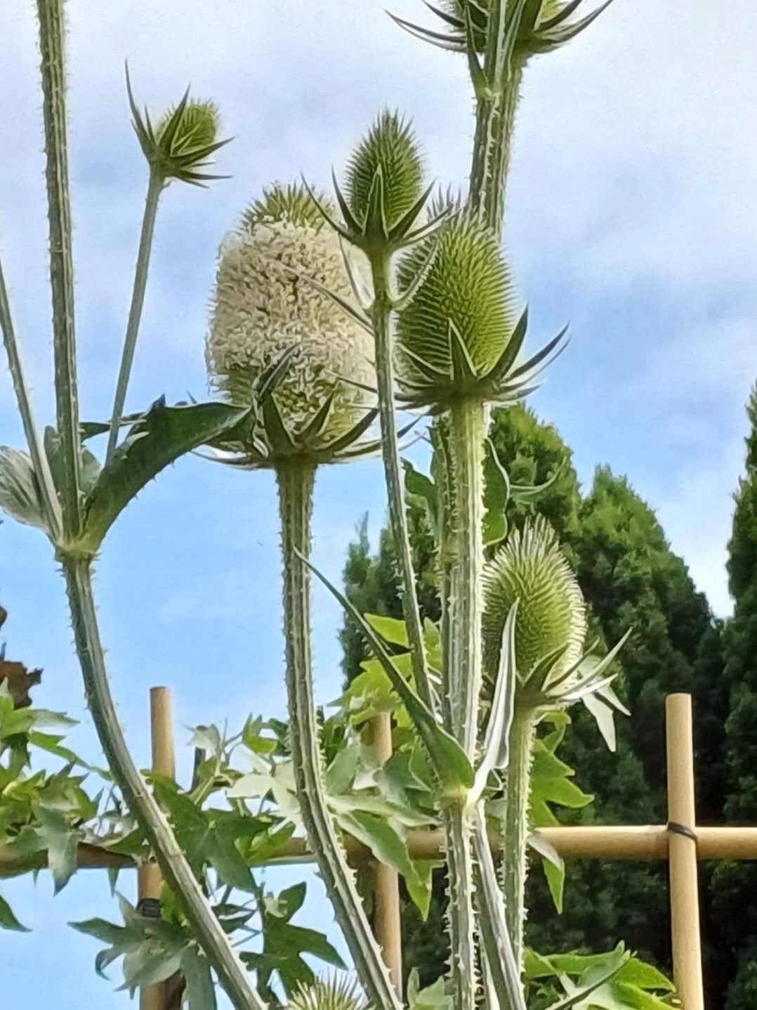 Kaardebol wit, Ophalen of Verzenden, Gehele jaar, Volle zon, Zaad