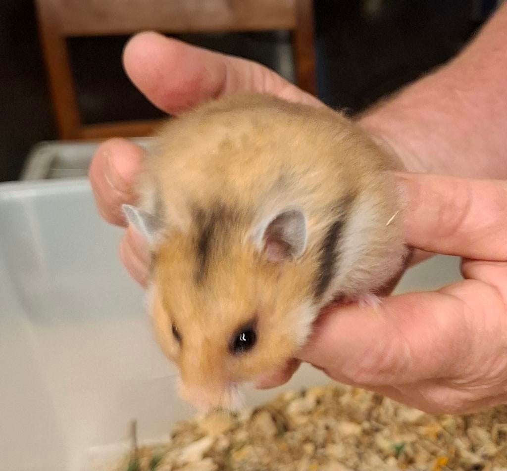 Mooie, lieve en jonge Goudhamsters M/V lang en kortharig, Dieren en Toebehoren, Knaagdieren, Hamster, Maart, Meerdere dieren, Tam