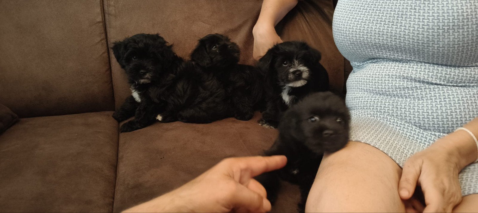 BoomerXDwerg Schnauzer puppies te koop, Parvo, 8 tot 15 weken, Meerdere, Meerdere dieren