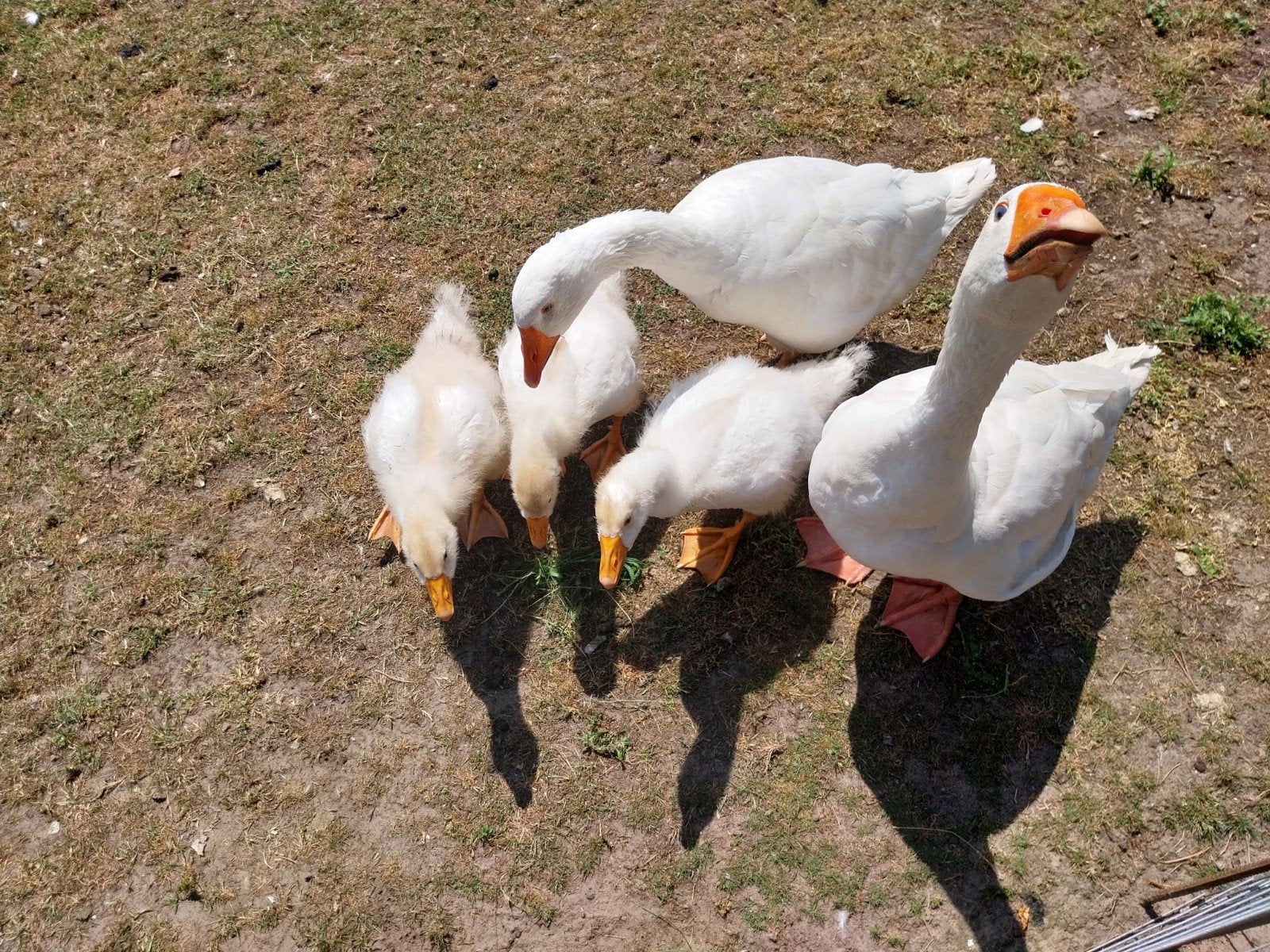 Te koop 3 mooie witte ganzen,  25 mei geboren prijs per stuk, Meerdere dieren, Gans of Zwaan