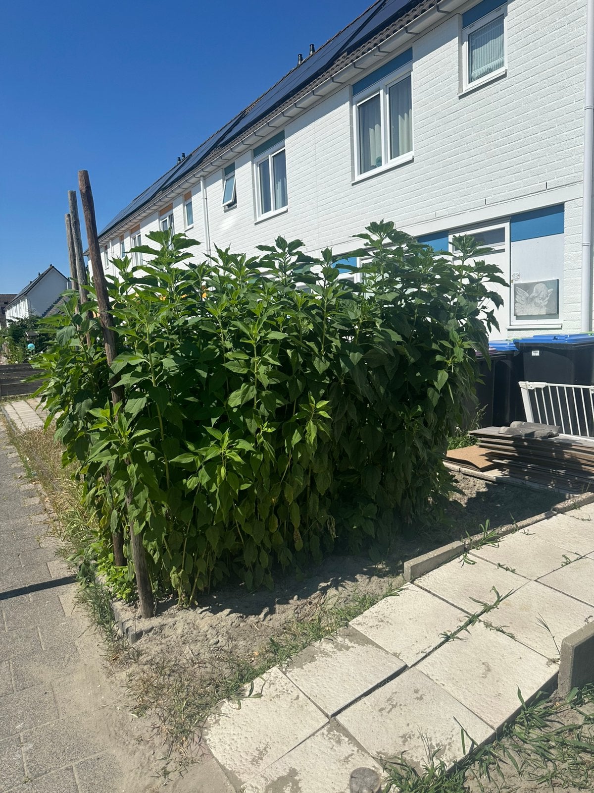 Verse Aardpeer planten - Biologisch en Makkelijk te Kweken, Ophalen, Volle zon, Herfst, Groenteplanten