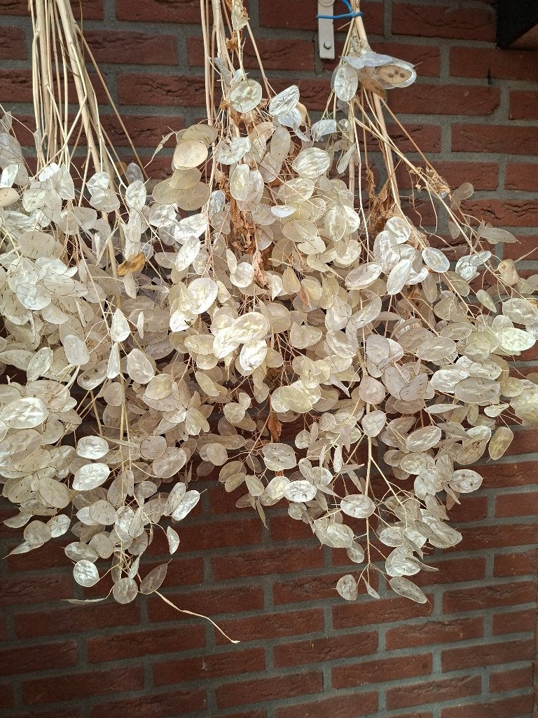 zaad judas penning, Tuin en Terras, Ophalen of Verzenden, Volle zon