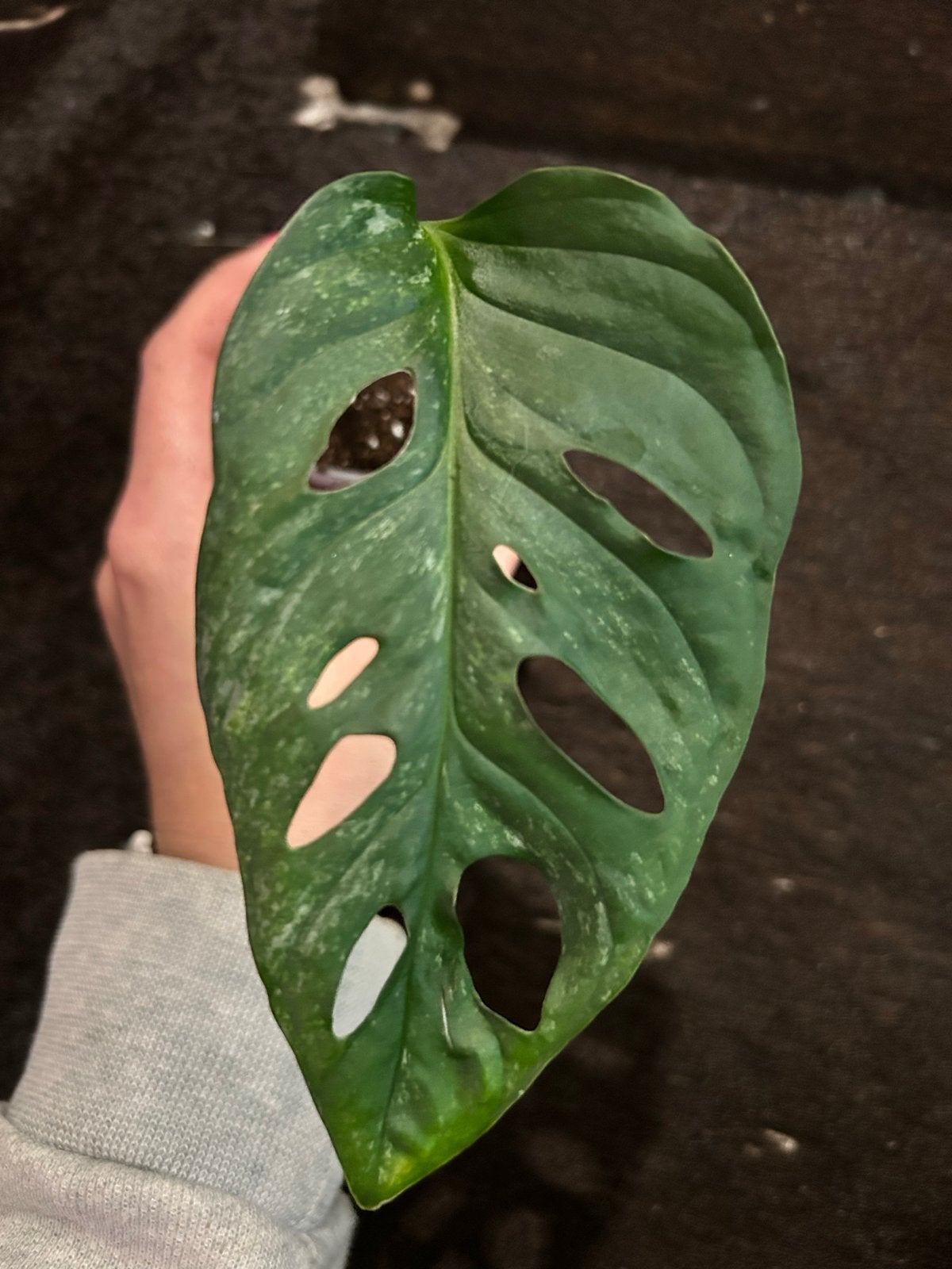 Monstera Adansonii Mint stekje, Ophalen of Verzenden, Halfschaduw, Minder dan 100 cm