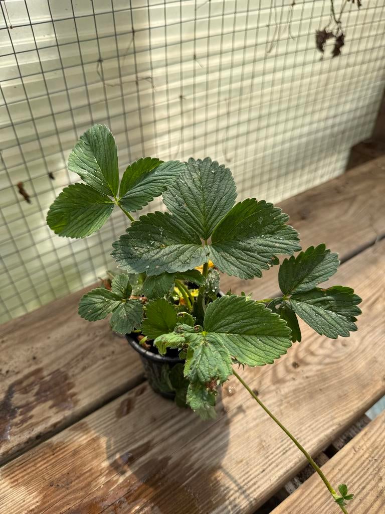 Ananas en Bubblegum Aardbei Plantjes, Ophalen, Volle zon, Vaste plant, Fruitplanten