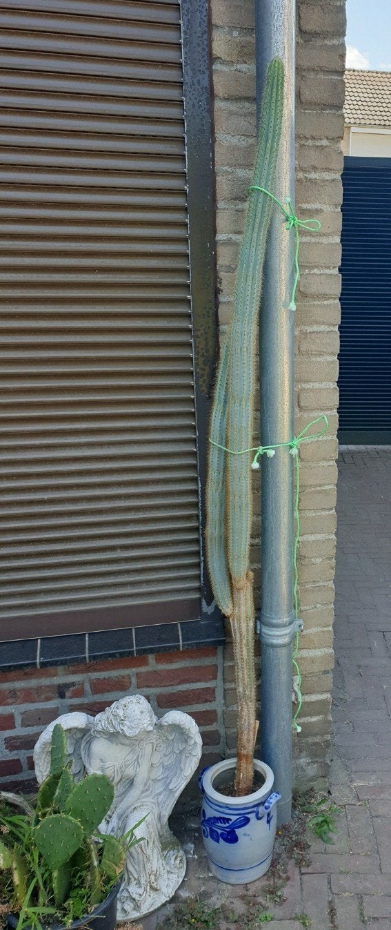 MEXICAANSE REUZEN CACTUS, Overige soorten, 100 tot 250 cm, Zomer, Ophalen