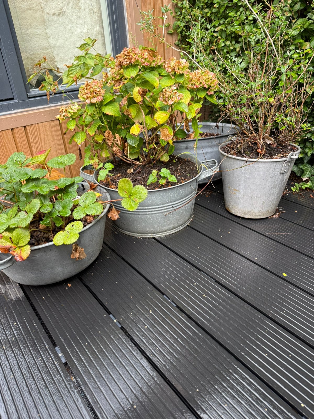 9 stuks Zink plantenpotten / teil (met planten), Ophalen, Zo goed als nieuw, Rond, Metaal