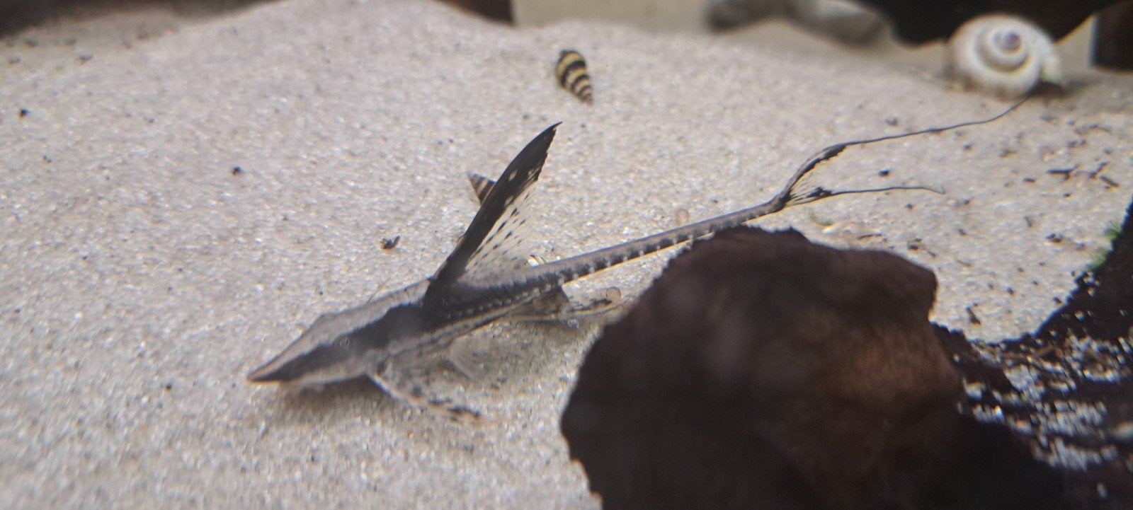 sturisoma aurem, Dieren en Toebehoren, Vis