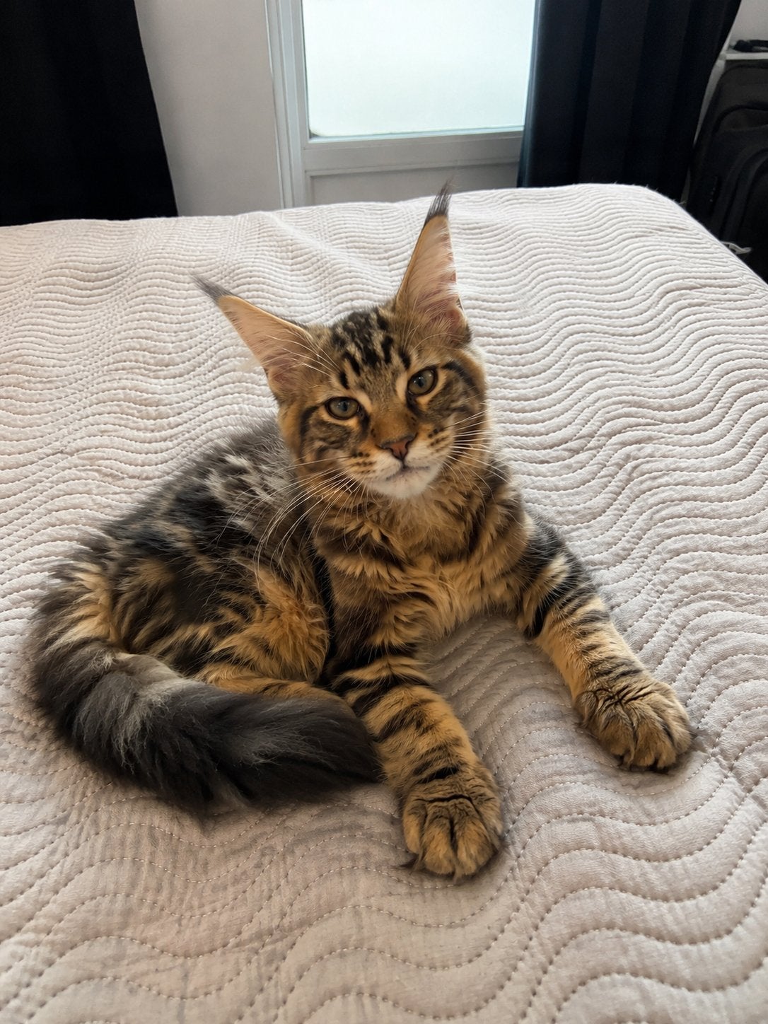 Maine Coon Cyrus – Prachtige Kater met Stamboom ️, Kater