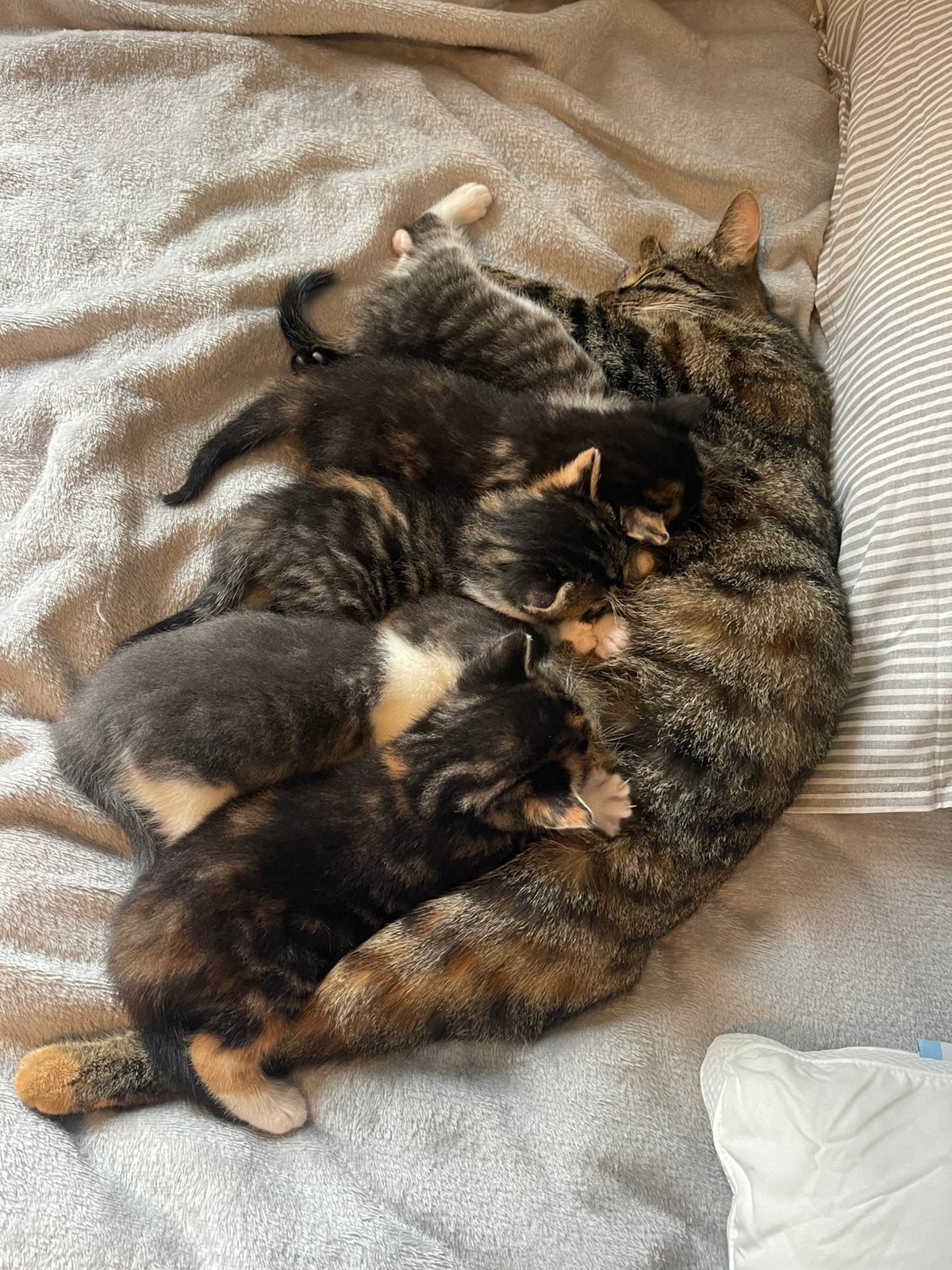 Kittens te koop; kat | poes | kater | Kitten | poesjes, Dieren en Toebehoren, Meerdere dieren, Kortharig, 0 tot 2 jaar