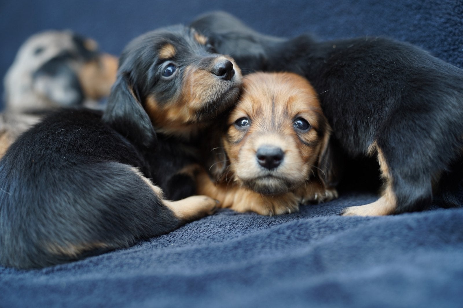 Langharige Teckel pups, Parvo, Nederland, 8 tot 15 weken, Dwerg