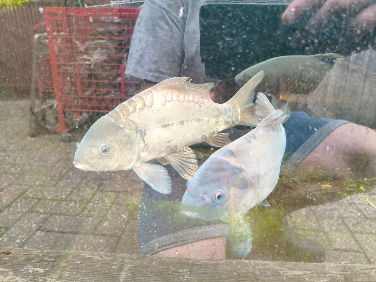 twee spiegelkarpers, Dieren en Toebehoren, Karper of Koi