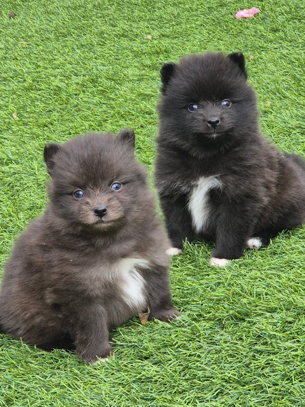 pomsky pups, Dieren en Toebehoren, HCC (leverziekte), 8 tot 15 weken, Poolhond, Meerdere