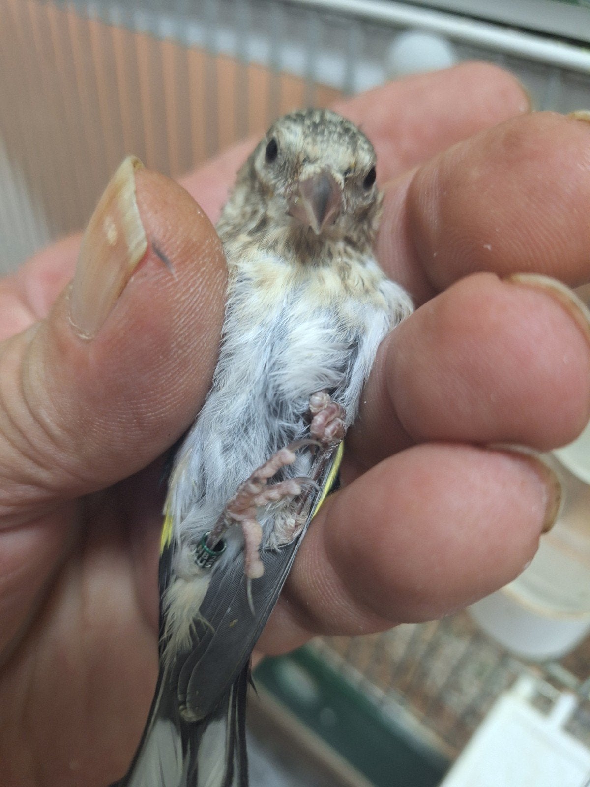 man parva putter 2026 1-2, Mannelijk, Wildzangvogel, Geringd