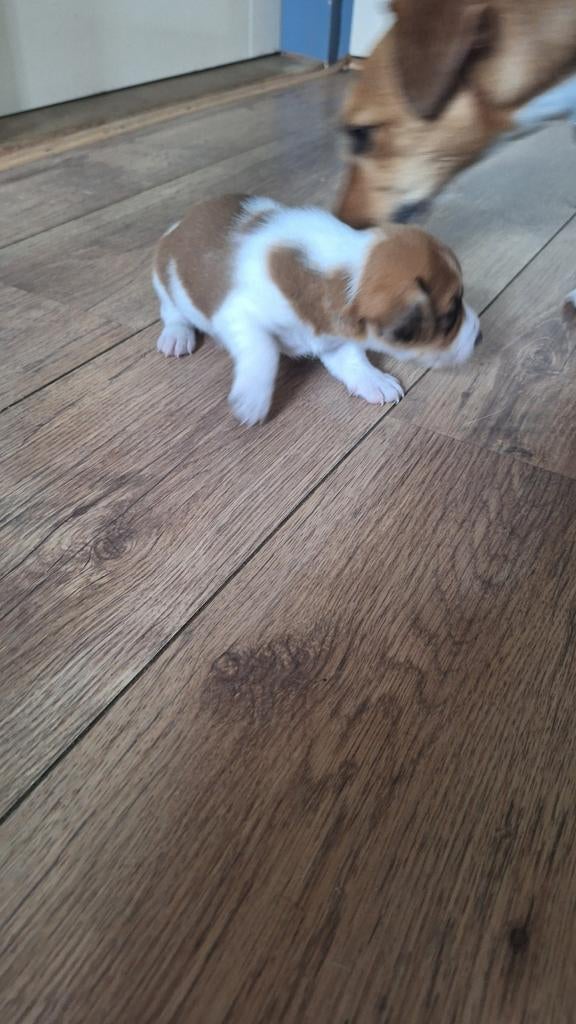 Jack russel pups geboren 8april, Dieren en Toebehoren, Honden | Jack Russells en Terriërs, Jack Russell Terriër, 8 tot 15 weken