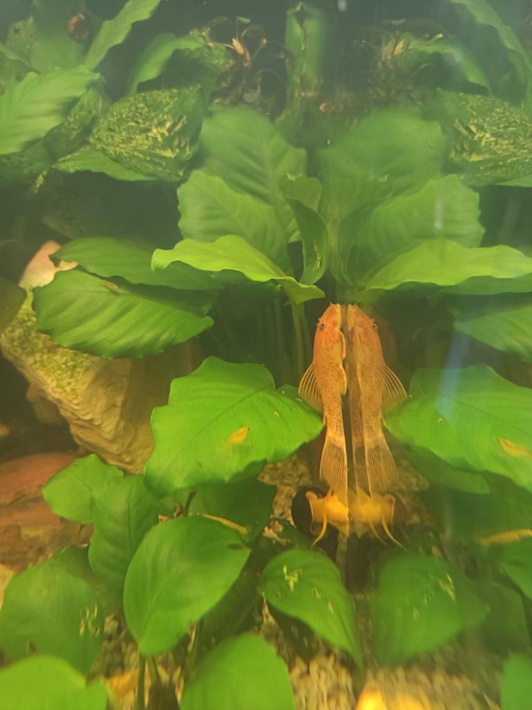 Oranje neocaridina garnalen en super red ancistrus, Dieren en Toebehoren, Kreeft, Krab of Garnaal