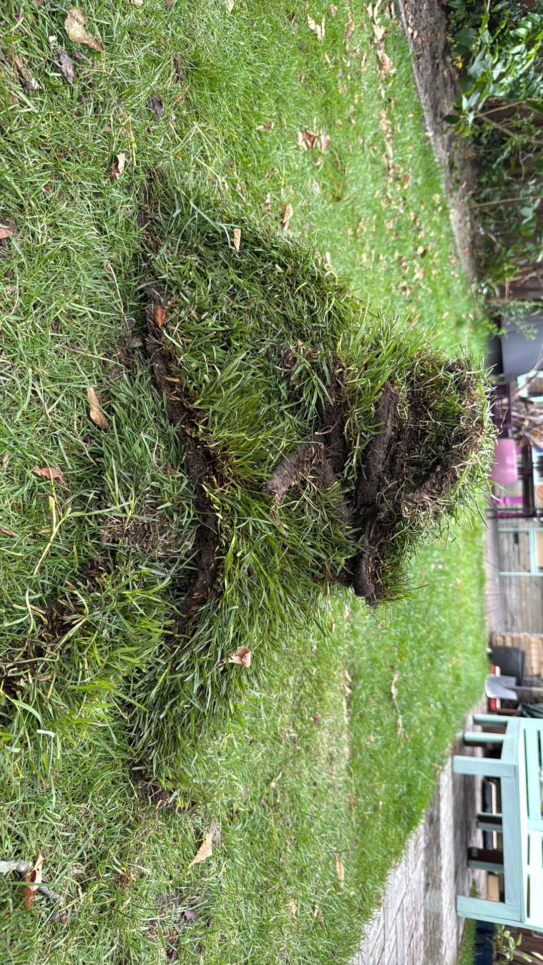 Restantje gras. Iemand die kippen heeft ?, Ophalen of Verzenden, 20 m² of meer