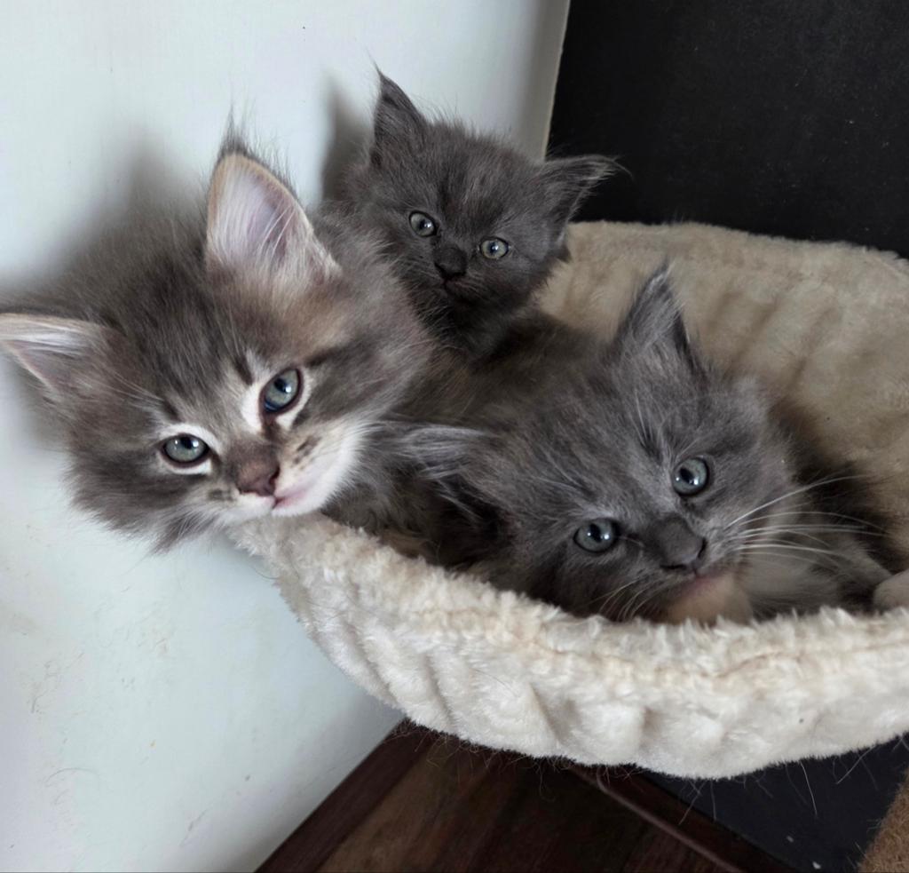 Maine coon x Ragdoll kittens, Meerdere dieren
