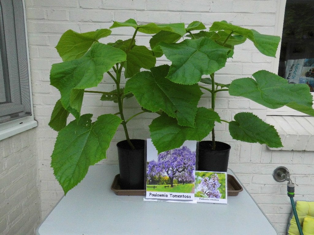 Keizersbomen, paulownia tomentosa, Overige soorten, Lente, Minder dan 100 cm, Ophalen