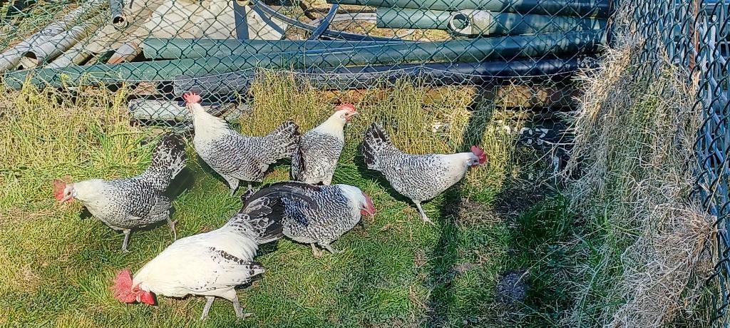 Friese zilverpel krielen, Dieren en Toebehoren, Meerdere dieren, Kip