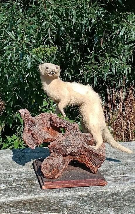 Opgezette wezel op hout, taxidermie, Ophalen of Verzenden
