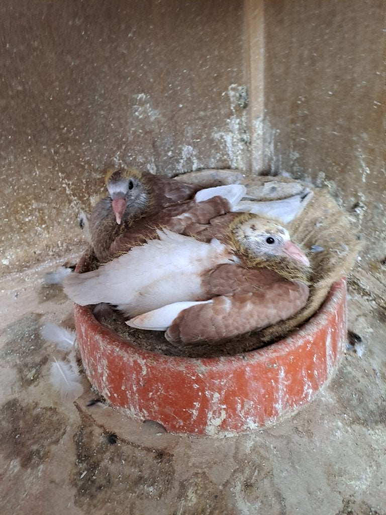 2 jonge postduiven, Meerdere dieren, Postduif