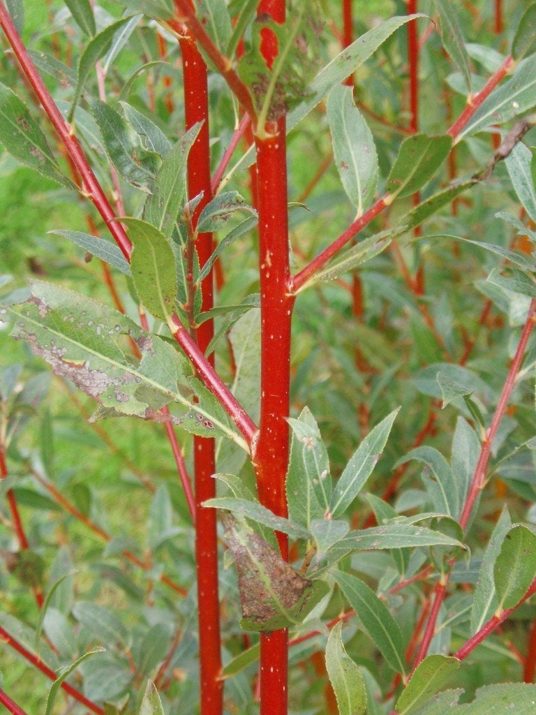Salix alba 'Chermesina', Schietwilg, knotwilg, Ophalen of Verzenden, Overige soorten, Struik, 100 tot 250 cm