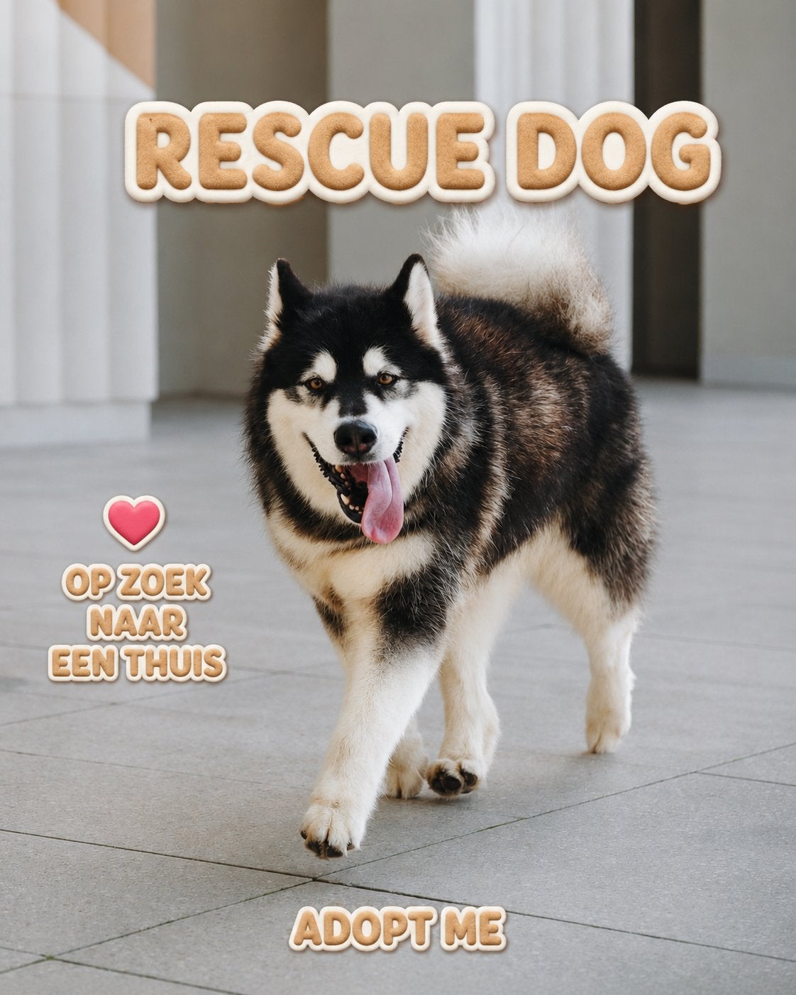 Coco zoekt een thuis, Dieren en Toebehoren, 6 jaar of ouder, Particulier, Teef, Eén hond