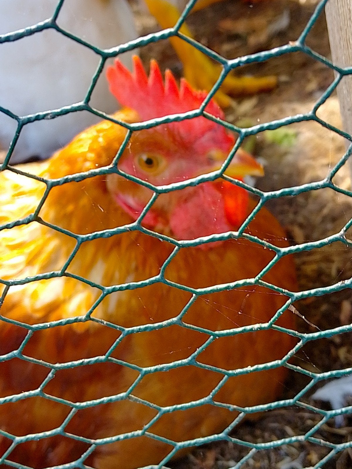 hanen, Dieren en Toebehoren, Mannelijk, Kip