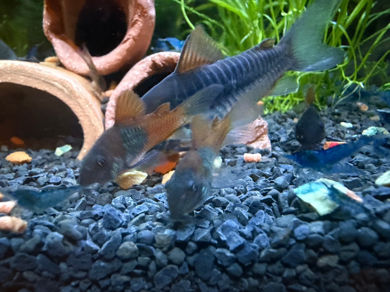 Corydoras Venezuela Orange | jongen eigen kweek, Dieren en Toebehoren, Vissen | Aquariumvissen, Vis