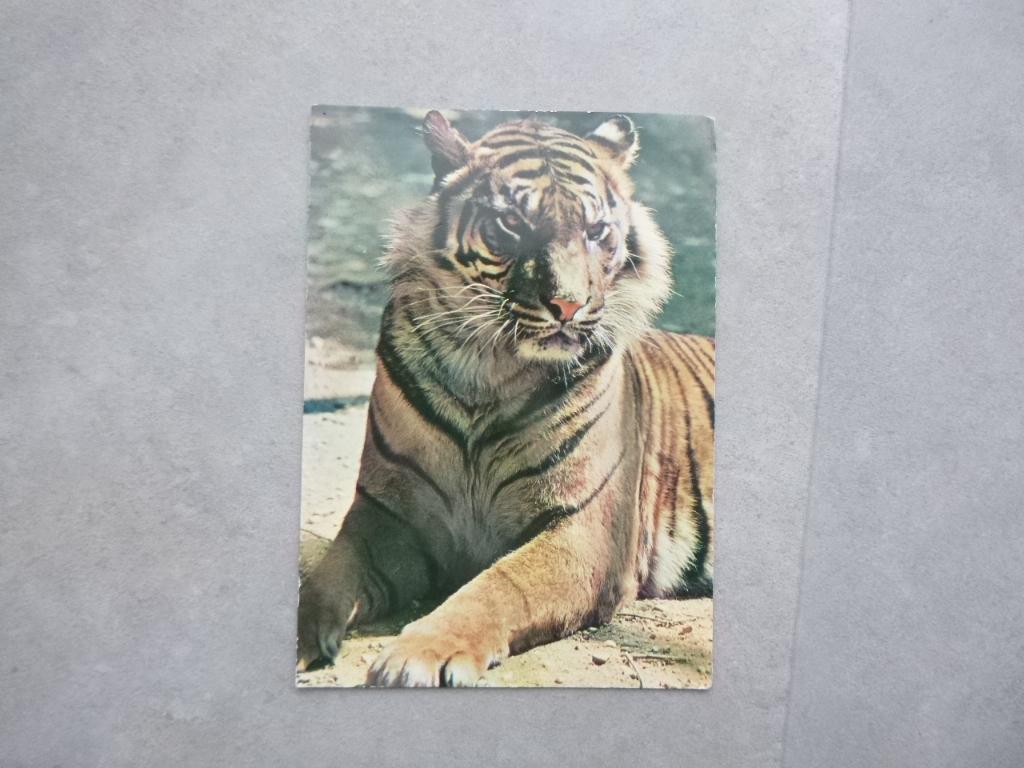 Rhenen, Ouwehands dierenpark Sumatra tijger 12ct zegel, Verzenden, 1960 tot 1980, Gelopen, Utrecht