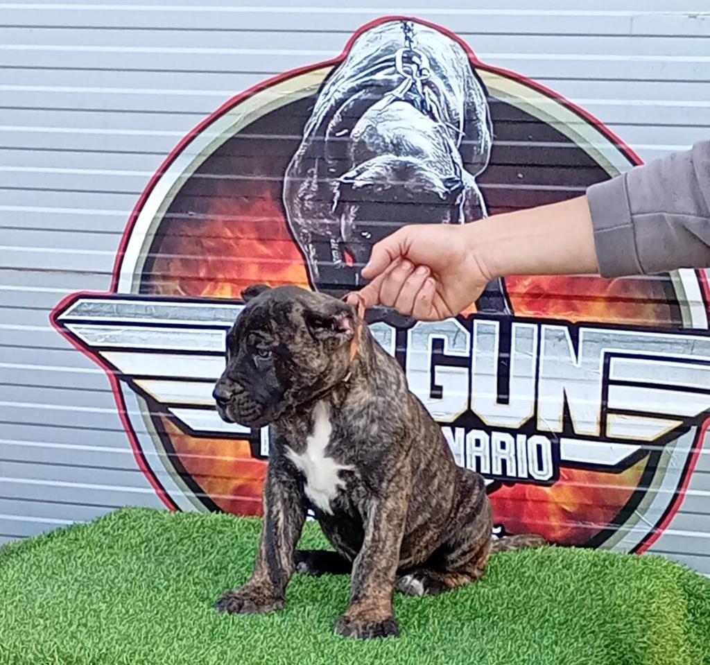 Top Gun Presa Canario heeft niuewe pups, Reu, 8 tot 15 weken, Meerdere, Nederland