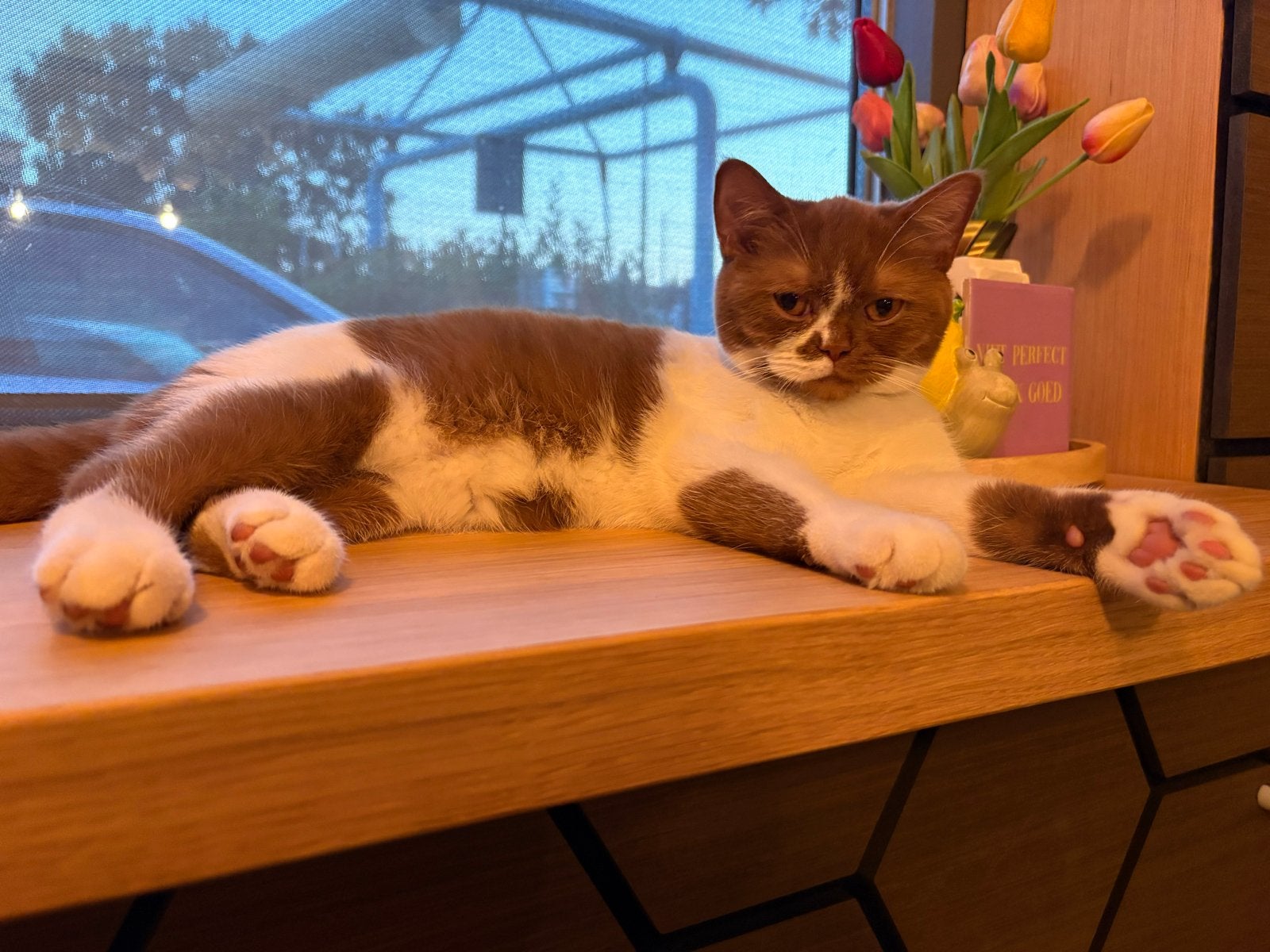 Lieve sociale schattige Brits Korthaar kitten met stamboom, Poes, Kortharig, 0 tot 2 jaar