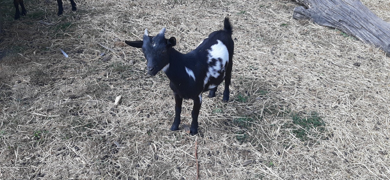 Jonge geitjes, 3 vrouwelijk, 1 mannelijk, Dieren en Toebehoren, Schapen, Geiten en Varkens, Vrouwelijk, Geit
