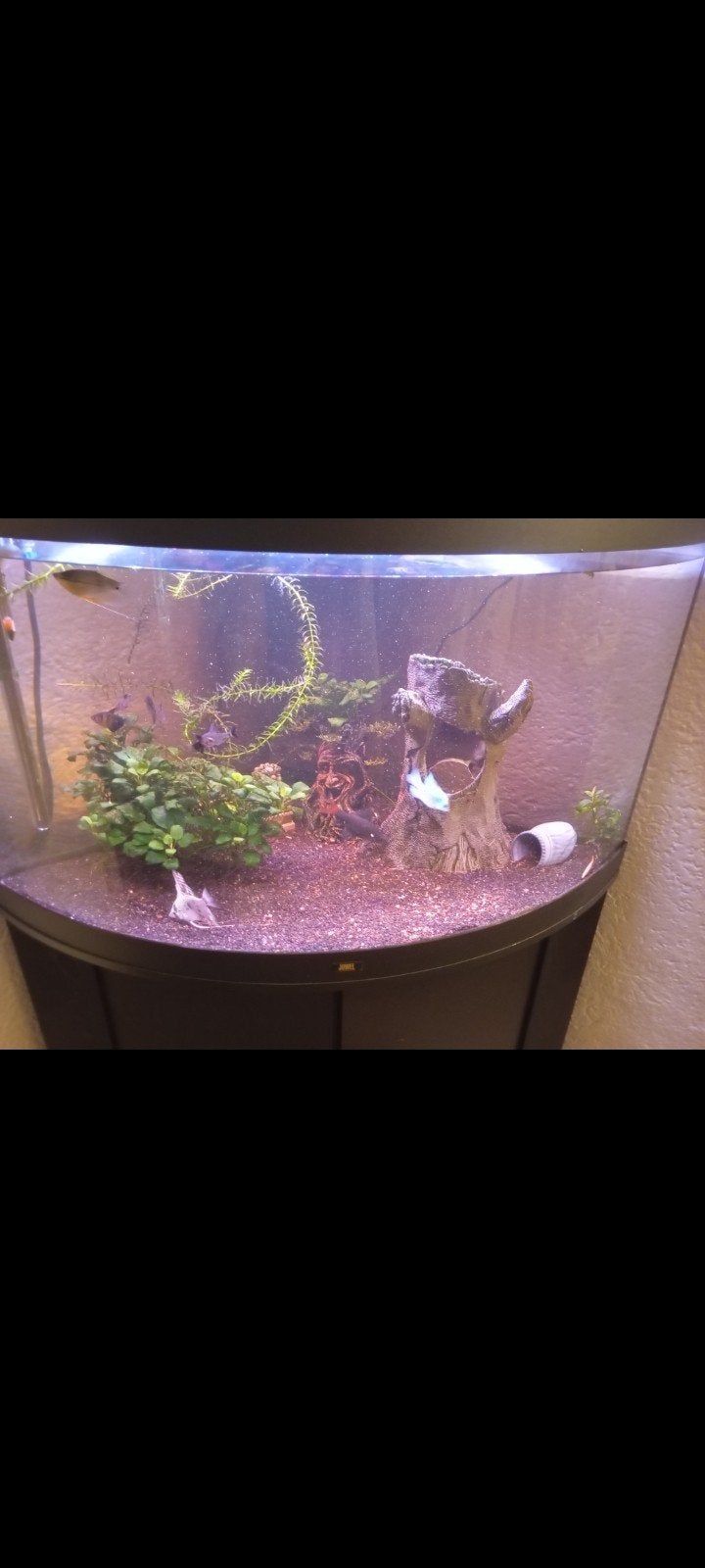 Aquarium 250 liter, Ophalen, Zo goed als nieuw, Leeg aquarium