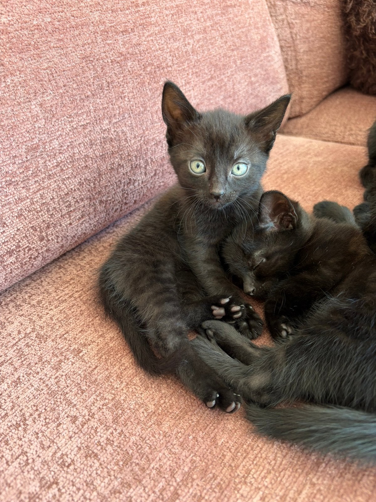 Kittens, Meerdere dieren