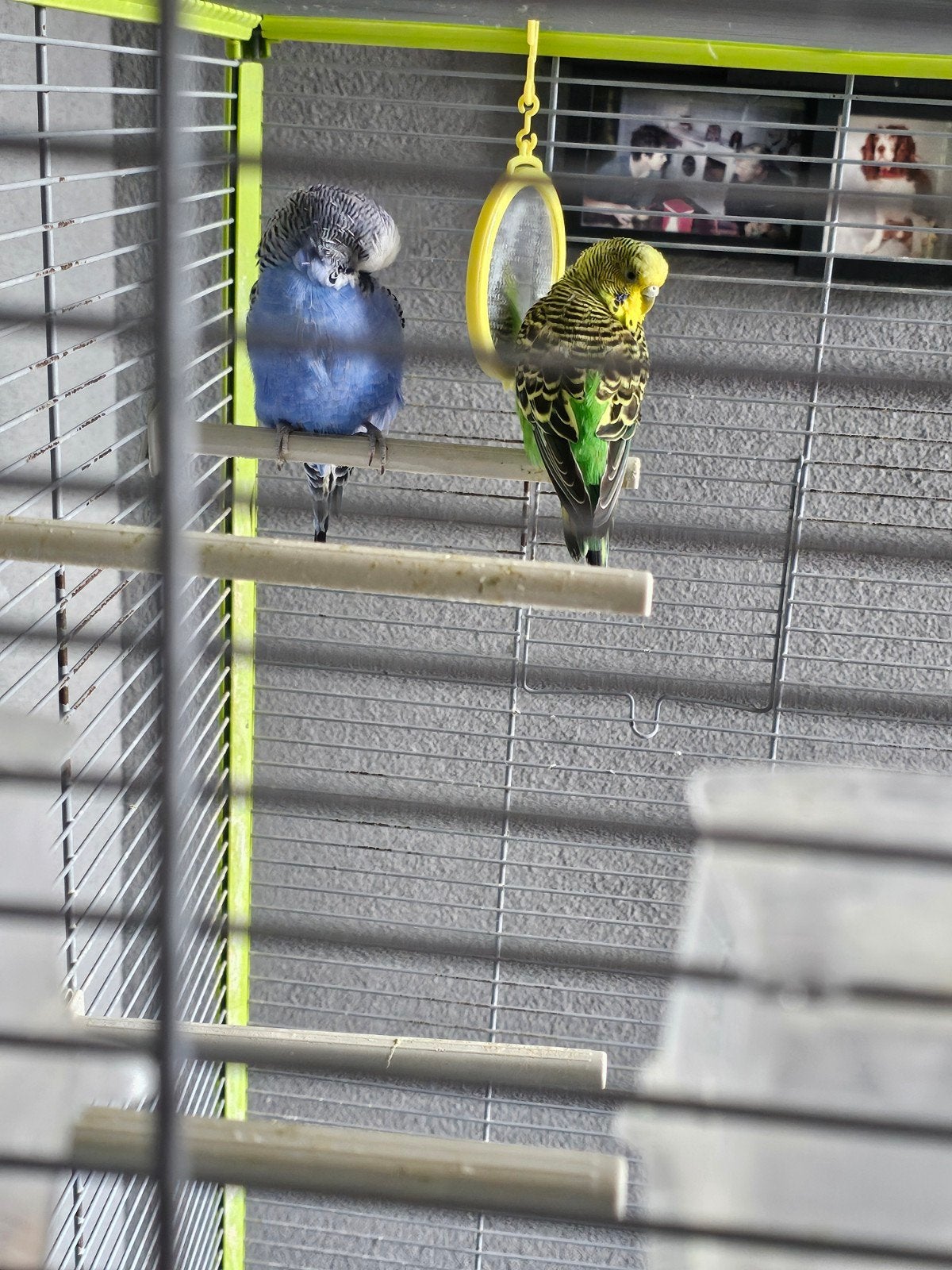 grasparkieten, Meerdere dieren, Parkiet