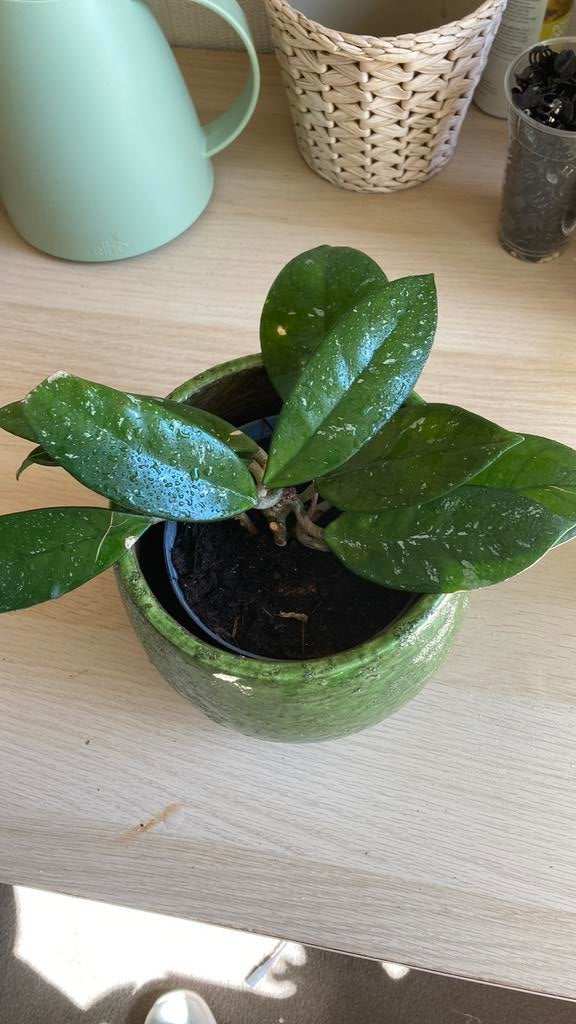 Hoya Carnosa, Huis en Inrichting, Ophalen of Verzenden, Halfschaduw, Minder dan 100 cm