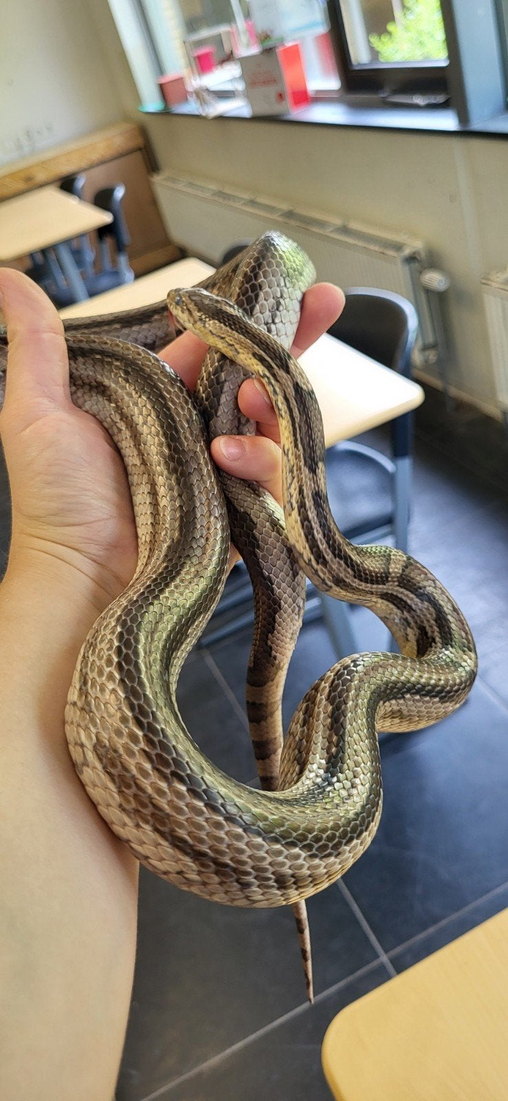Jonge rattenslangen/korenslangen Corn Snake photo 18